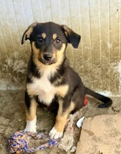 TOSHIKO, Hund, Mischlingshund in Rumänien - Bild 3