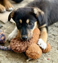 TOSHIKO, Hund, Mischlingshund in Rumänien - Bild 4