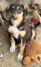 TOSHIKO, Hund, Mischlingshund in Rumänien - Bild 5