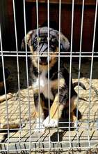 TOSHIKO, Hund, Mischlingshund in Rumänien - Bild 7