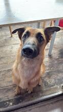 WILLOW, Hund, Mischlingshund in Overath
