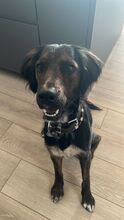 AKKI, Hund, Mischlingshund in Overath - Bild 1