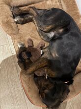 AKKI, Hund, Mischlingshund in Overath - Bild 2