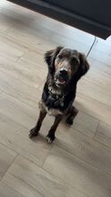 AKKI, Hund, Mischlingshund in Overath - Bild 3