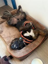 AKKI, Hund, Mischlingshund in Overath - Bild 4