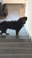 AKKI, Hund, Mischlingshund in Overath - Bild 5