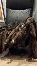 AKKI, Hund, Mischlingshund in Overath - Bild 6