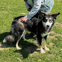 EVA, Hund, Hütehund-Mix in Kroatien - Bild 10
