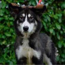 EVA, Hund, Hütehund-Mix in Kroatien - Bild 2