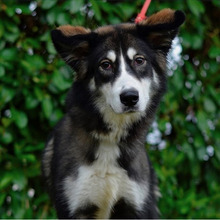 EVA, Hund, Hütehund-Mix in Kroatien - Bild 3