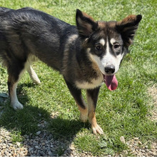 EVA, Hund, Hütehund-Mix in Kroatien - Bild 4