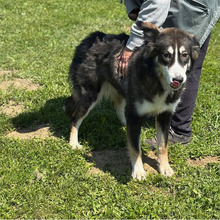 EVA, Hund, Hütehund-Mix in Kroatien - Bild 5