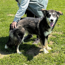 EVA, Hund, Hütehund-Mix in Kroatien - Bild 6