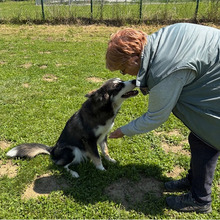 EVA, Hund, Hütehund-Mix in Kroatien - Bild 7