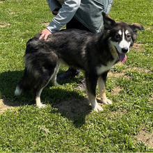 EVA, Hund, Hütehund-Mix in Kroatien - Bild 9