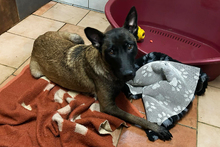 CHIPNR245165, Hund, Malinois-Mix in Kroatien - Bild 1