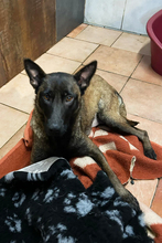 CHIPNR245165, Hund, Malinois-Mix in Kroatien - Bild 3