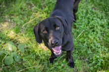 CHIPNR245296, Hund, Mischlingshund in Kroatien - Bild 1