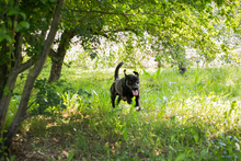 CHIPNR245296, Hund, Mischlingshund in Kroatien - Bild 3