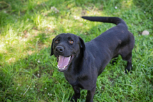 CHIPNR245296, Hund, Mischlingshund in Kroatien - Bild 5