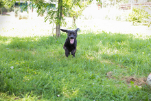 CHIPNR245296, Hund, Mischlingshund in Kroatien - Bild 6