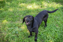 CHIPNR245296, Hund, Mischlingshund in Kroatien - Bild 7