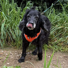 LASSIE, Hund, Cocker Spaniel in Bad Oeynhausen - Bild 3