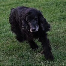 LASSIE, Hund, Cocker Spaniel in Bad Oeynhausen - Bild 4