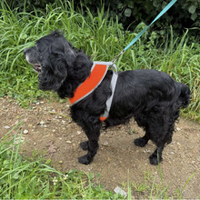 LASSIE, Hund, Cocker Spaniel in Bad Oeynhausen - Bild 5