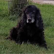 LASSIE, Hund, Cocker Spaniel in Bad Oeynhausen - Bild 6