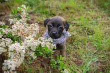 CHIPNR245276, Hund, Mischlingshund in Kroatien - Bild 1
