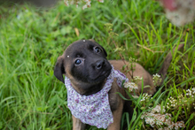 CHIPNR245276, Hund, Mischlingshund in Kroatien - Bild 2