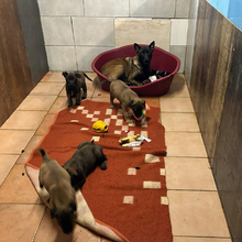 CHIPNR245276, Hund, Mischlingshund in Kroatien - Bild 5