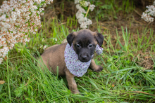 CHIPNR245276, Hund, Mischlingshund in Kroatien - Bild 6