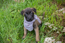 CHIPNR245276, Hund, Mischlingshund in Kroatien - Bild 7