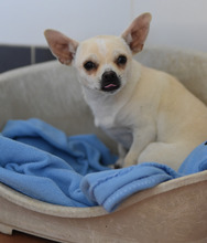 ALBI, Hund, Chihuahua in Spanien - Bild 1