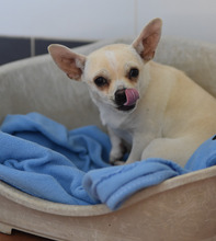 ALBI, Hund, Chihuahua in Spanien - Bild 2