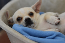 ALBI, Hund, Chihuahua in Spanien - Bild 3
