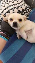 ALBI, Hund, Chihuahua in Spanien - Bild 4
