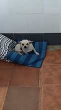 ALBI, Hund, Chihuahua in Spanien - Bild 5