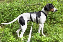 MAIZ, Hund, Bodeguero Andaluz-Mix in Wuppertal - Bild 1