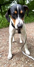 MAIZ, Hund, Bodeguero Andaluz-Mix in Wuppertal - Bild 2