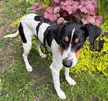 MAIZ, Hund, Bodeguero Andaluz-Mix in Wuppertal - Bild 3