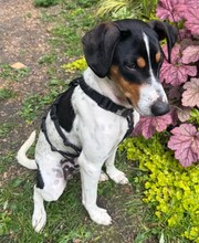 MAIZ, Hund, Bodeguero Andaluz-Mix in Wuppertal - Bild 4