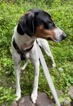 MAIZ, Hund, Bodeguero Andaluz-Mix in Wuppertal - Bild 5