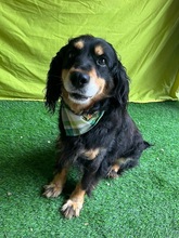 LENKE, Hund, Cocker Spaniel-Mix in Seelze - Bild 1