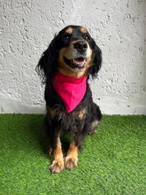 LENKE, Hund, Cocker Spaniel-Mix in Seelze - Bild 10