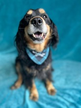 LENKE, Hund, Cocker Spaniel-Mix in Seelze - Bild 11