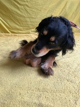 LENKE, Hund, Cocker Spaniel-Mix in Seelze - Bild 12