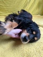 LENKE, Hund, Cocker Spaniel-Mix in Seelze - Bild 13